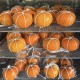 PA PAE Mandarin Ruby